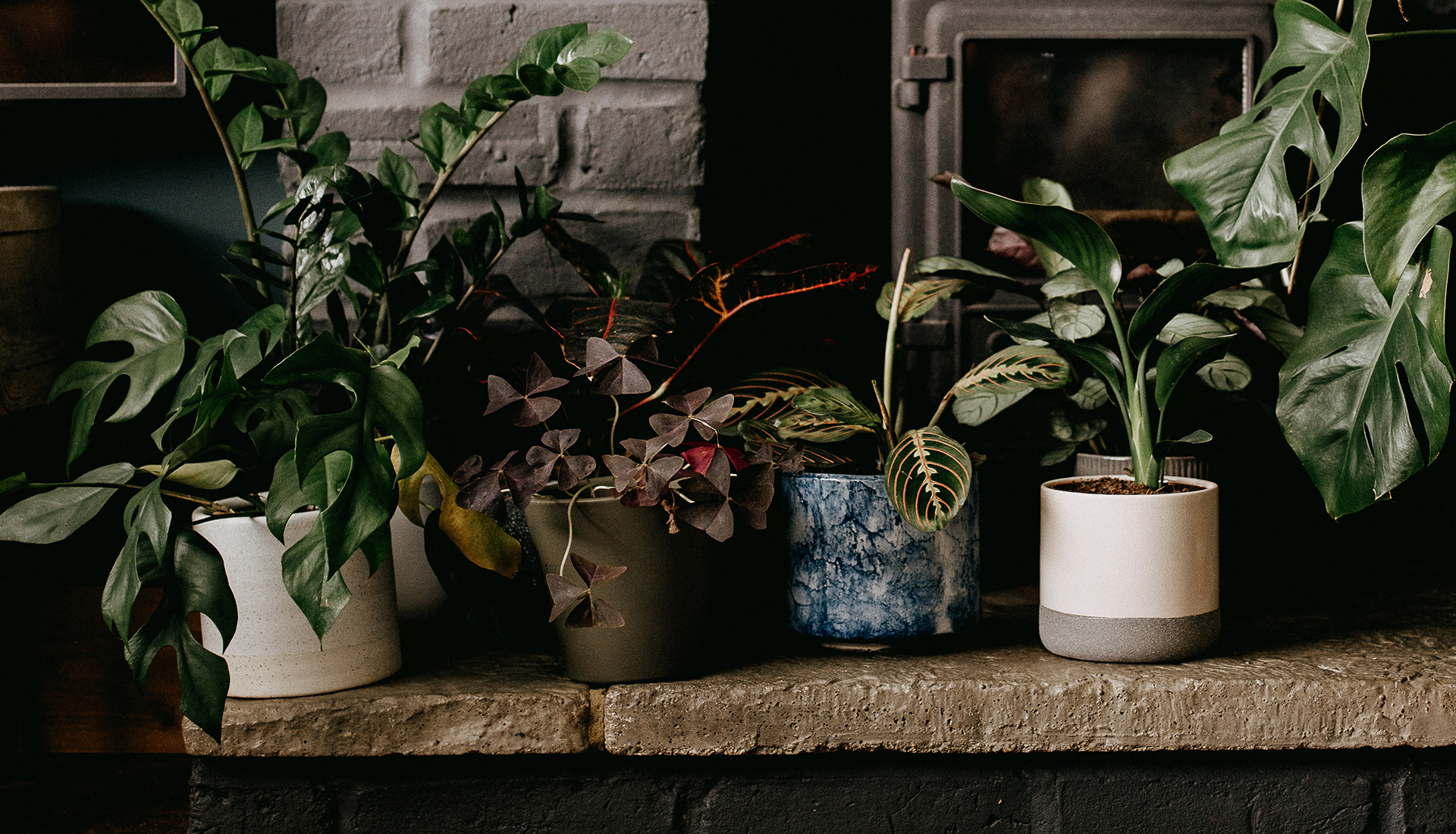Домашние комнатные цветы и растения с названиями и фото - Ремонт в доме